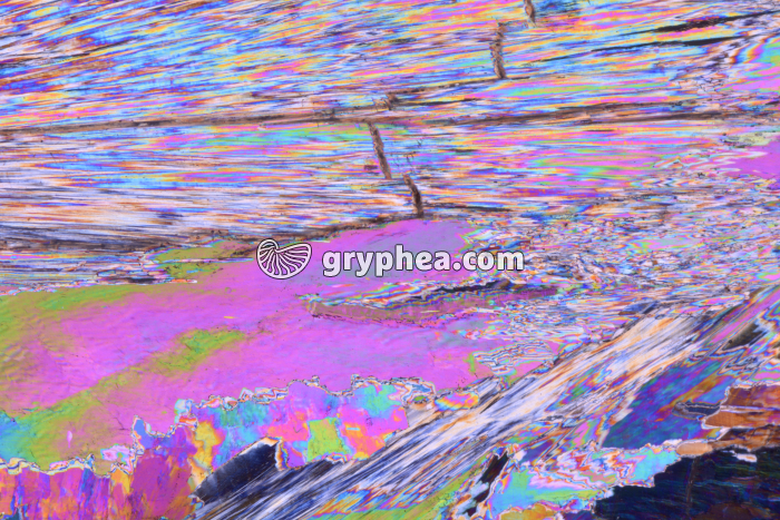 Gypse LPA x3,5 - gryphea.com